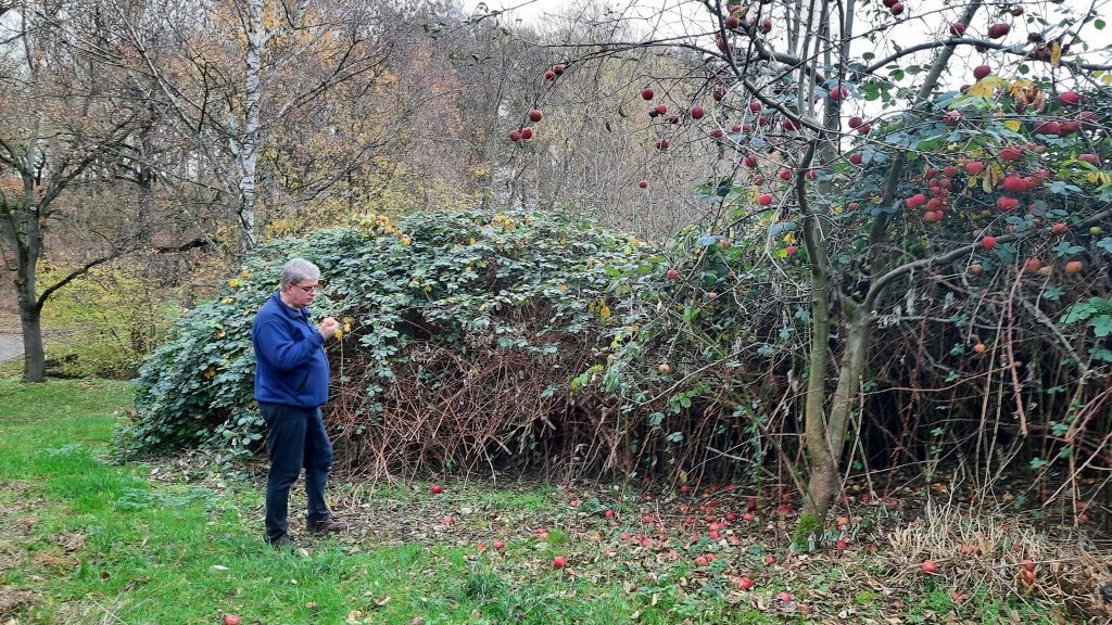 Martin bei den Brombeeren
